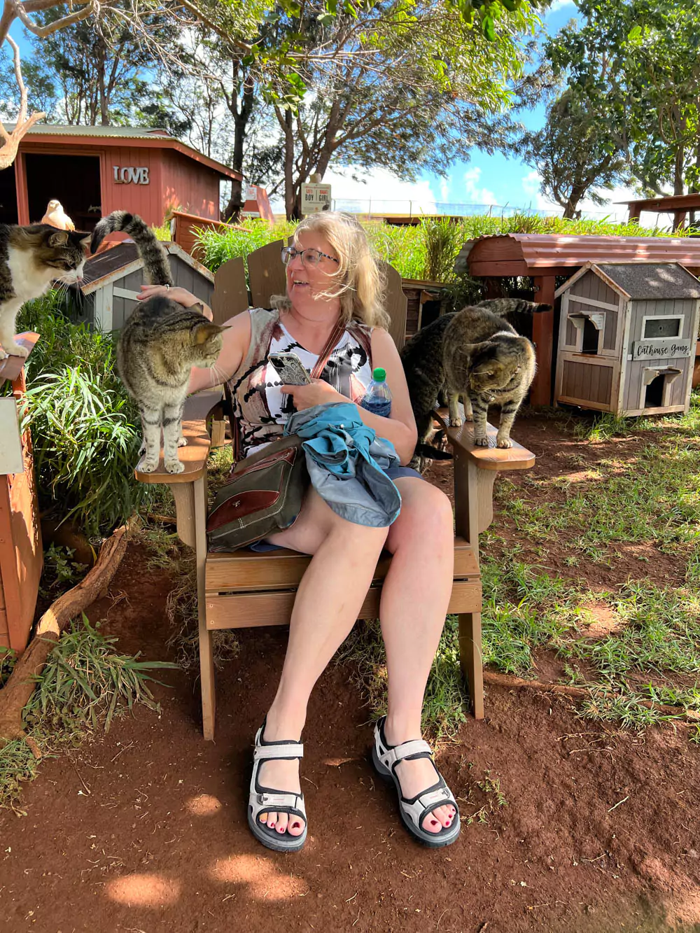 Barb sitting on a Adirondack chair at the Lāna‘i Cat Sanctuary, surrounded by relaxed cats in a sunny, grassy enclosure with tropical vibes.