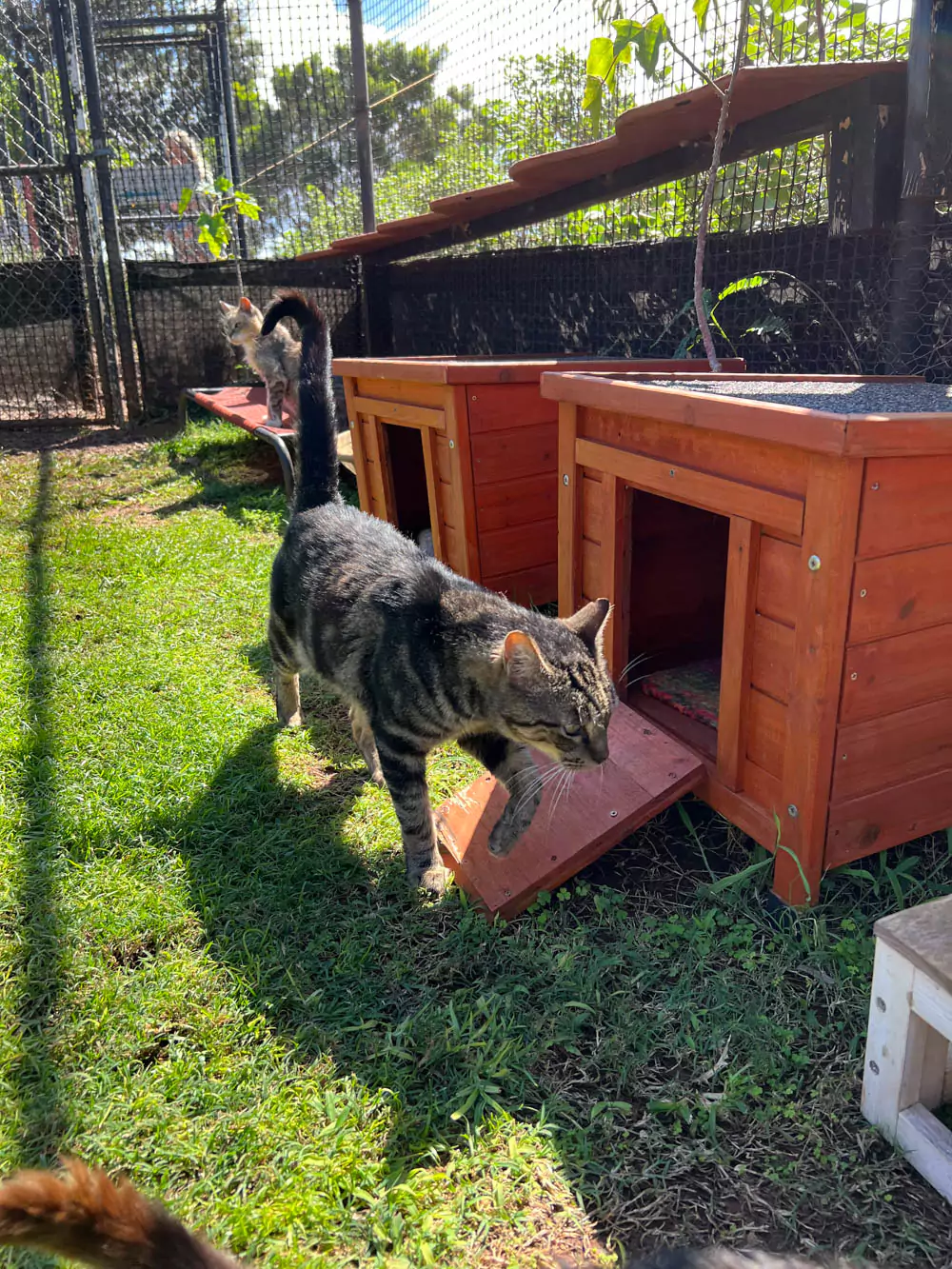 Row of litter boxes at the Lāna‘i Cat Sanctuary, set up in a shaded outdoor area to support the health and hygiene of free-roaming resident cats.