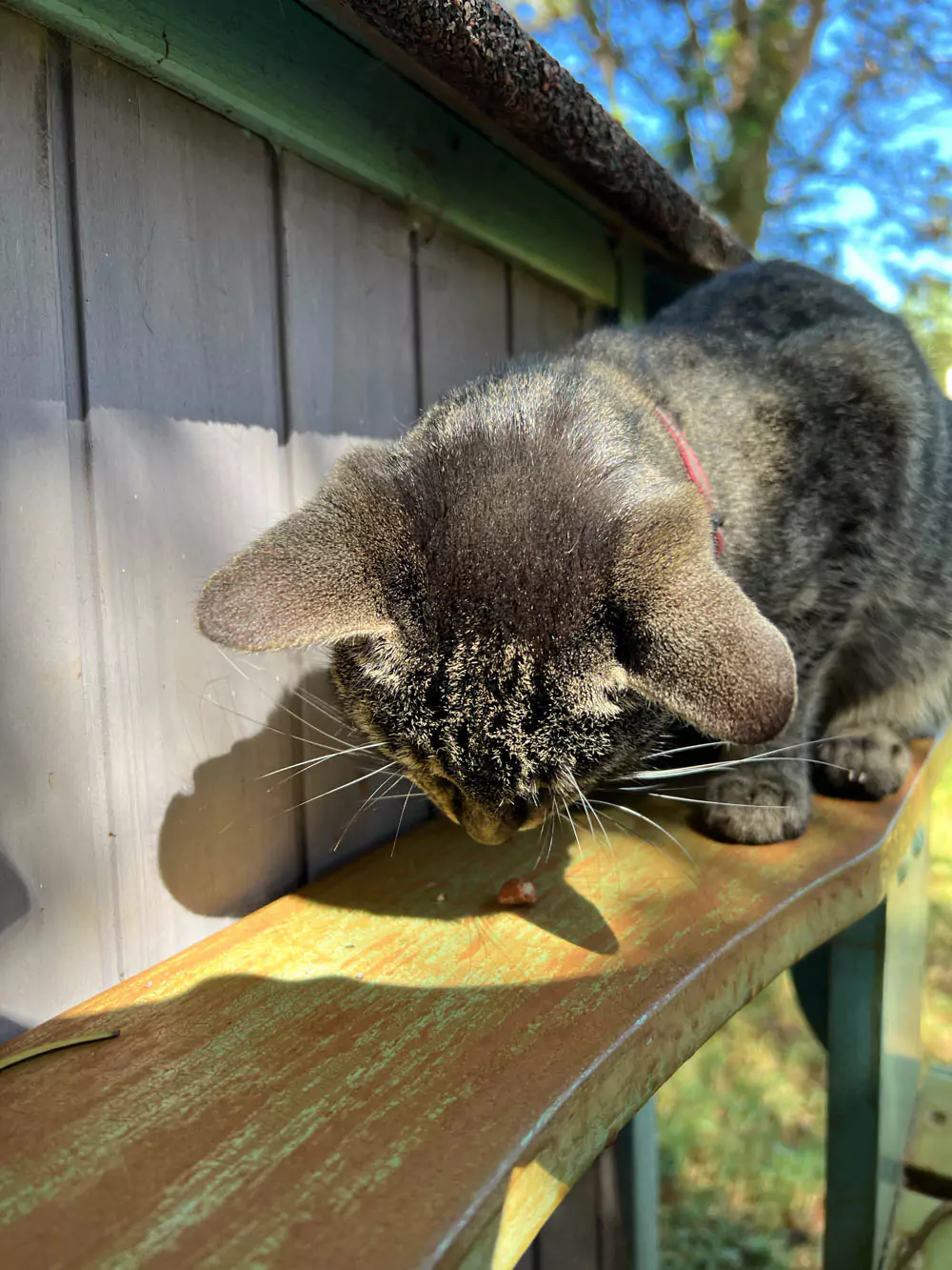 A cat enjoying a treat at the Lāna‘i Cat Sanctuary, crouched on the grass with ears perked and tropical surroundings in the background.