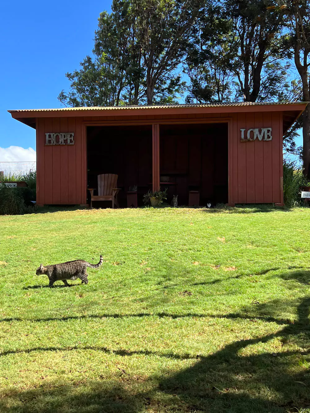 A cat walking across the grass in front of the “Hope” and “Love” buildings at the Lāna‘i Cat Sanctuary, with colorful signage and tropical greenery in the background.