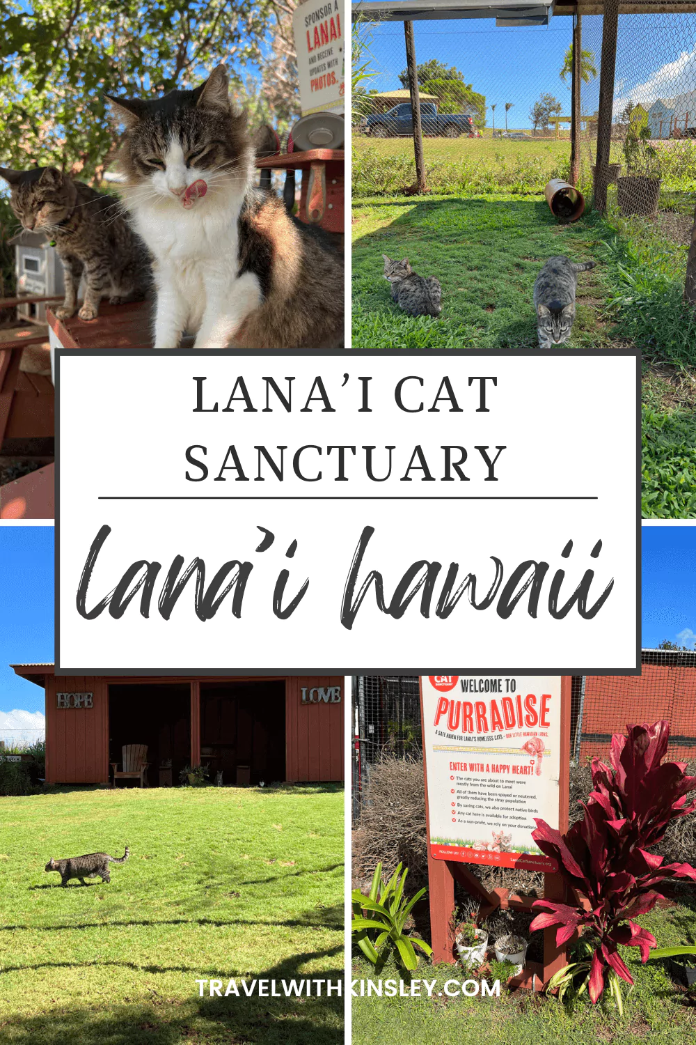 Lanai Cat Sanctuary Pinterest Pin 1