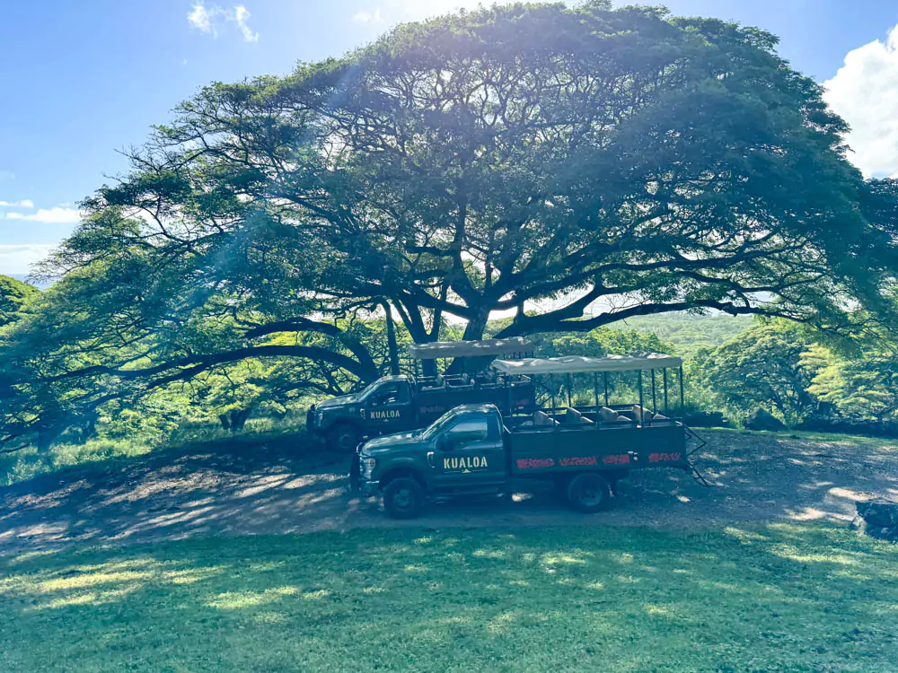 Kualoa Ranch Jungle Expedition tour vehicle, a rugged open-air truck with bench seating, parked on a dirt trail surrounded by dense tropical foliage and towering green cliffs.