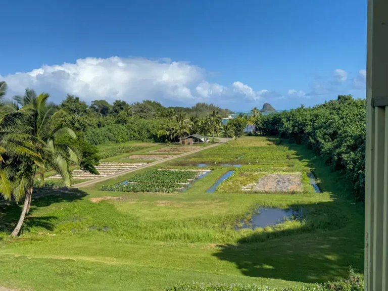Rows of lush green crops grow in a well-maintained farming area at Kualoa Ranch, Hawaii, surrounded by tropical trees and rolling hills. The scene highlights sustainable agriculture practices featured on the Kualoa Grown Tour.