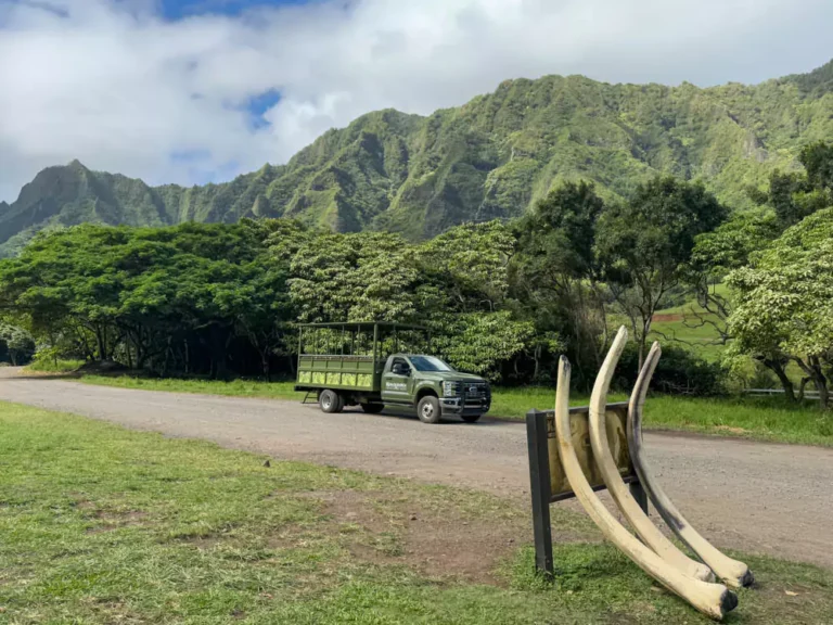 A display of large skeleton bones arranged outdoors at Kualoa Ranch in Hawaii, part of the movie sites tour for Kong: Skull Island. The natural landscape and tropical greenery provide a dramatic backdrop to the film-themed exhibit.