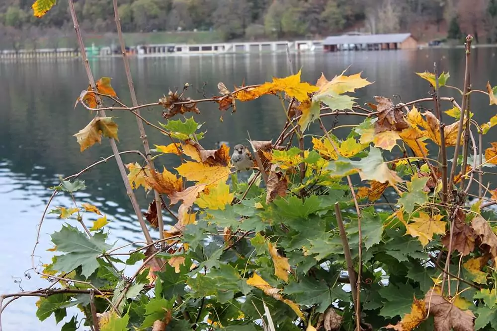 A small bird perched on colorful autumn leaves along the shoreline of Lake Bled in Slovenia. The calm water and vibrant fall foliage create a peaceful natural scene.