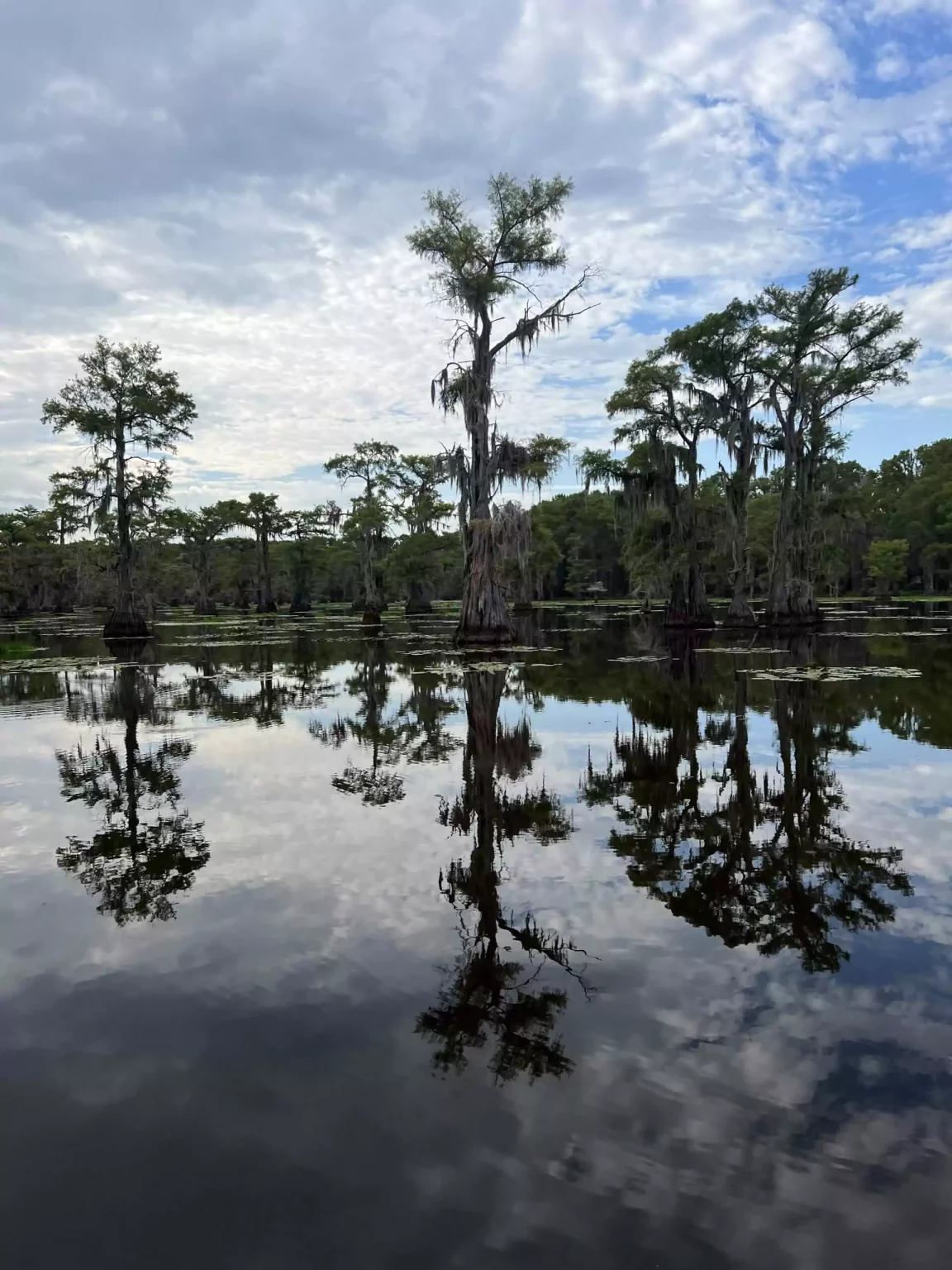 Caddo Lake Boat Views