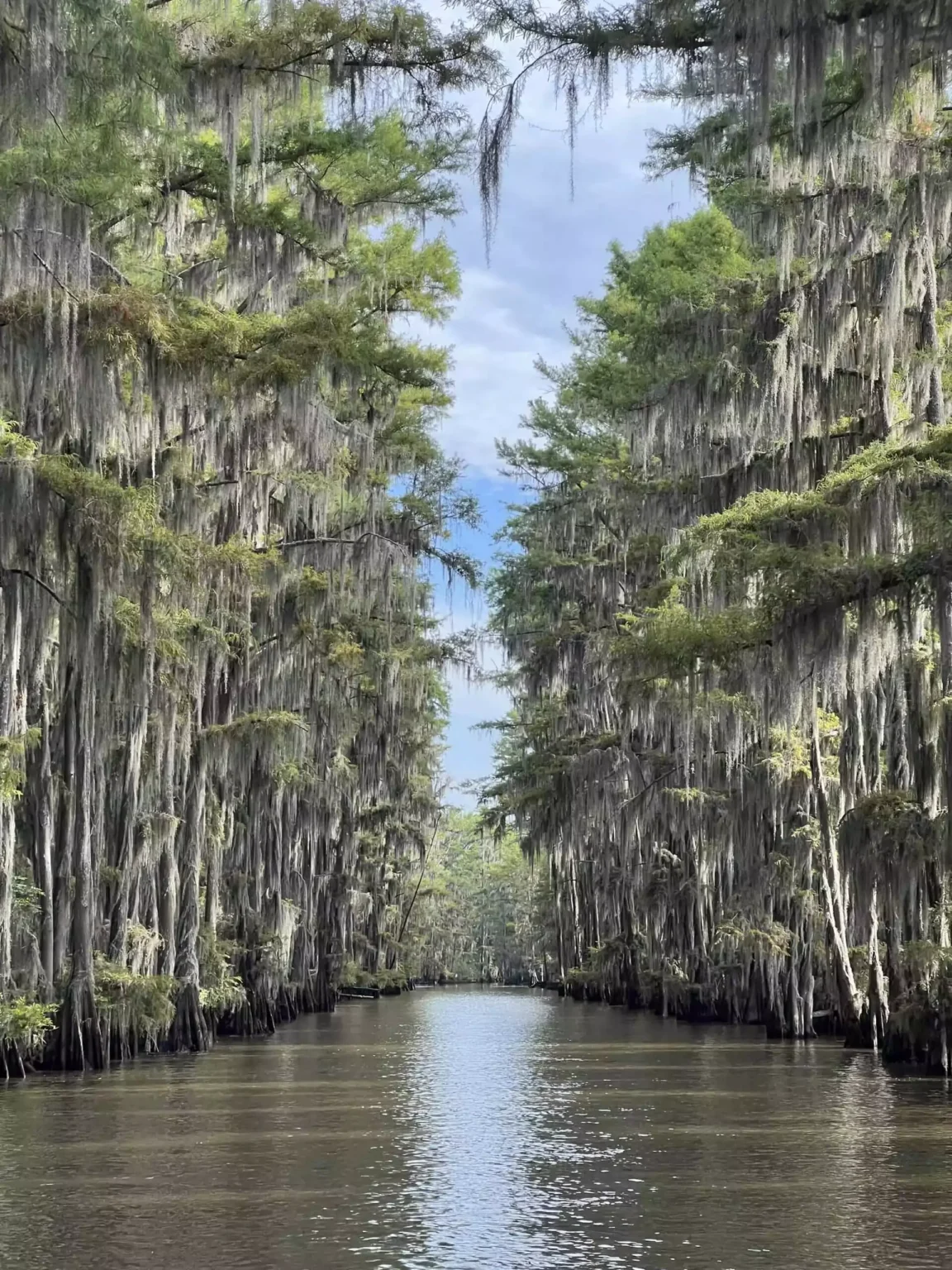 Caddo Lake Boat Views