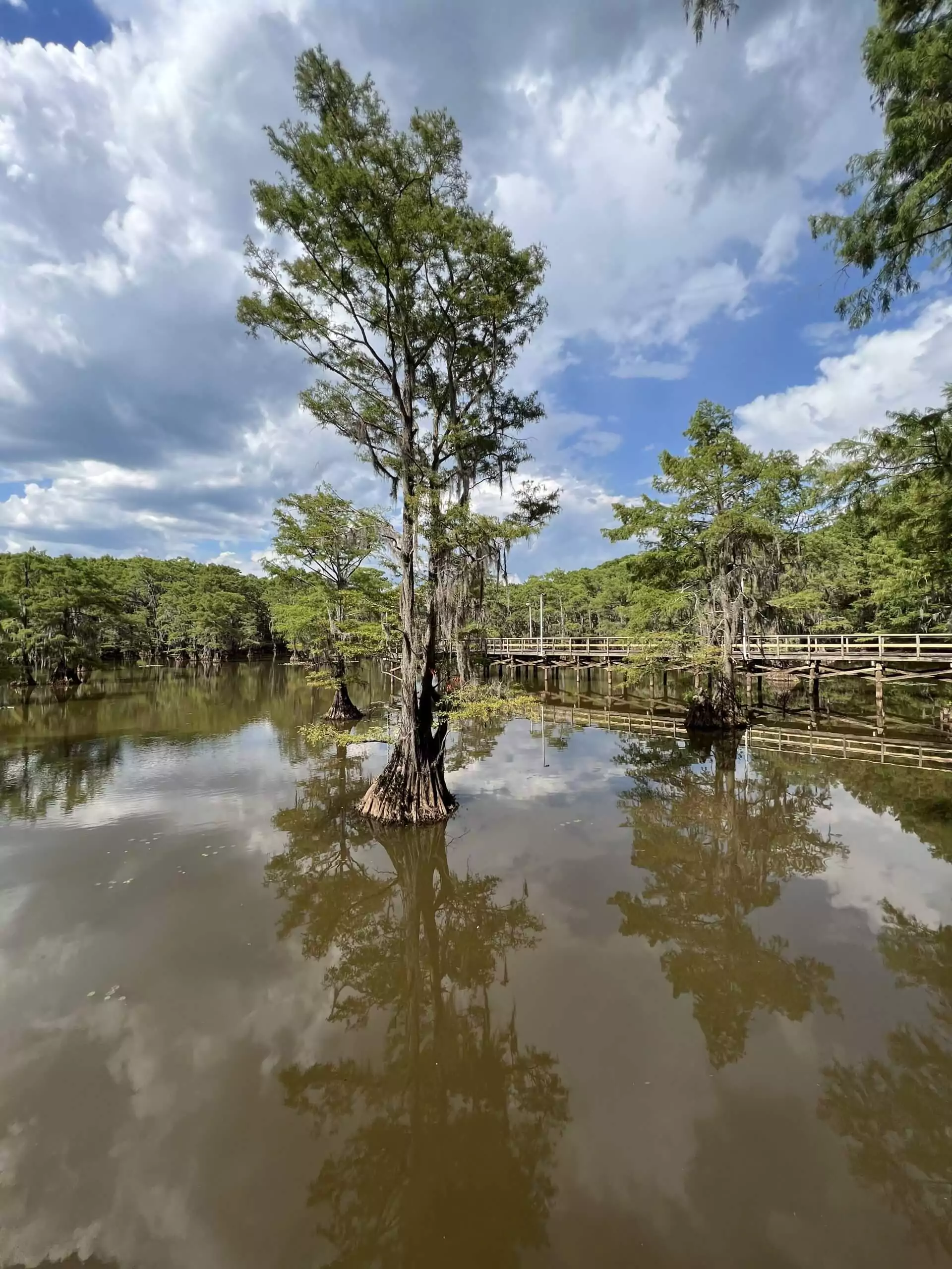Caddo Lake State Park Bald Cypress Tree Spanish Moss