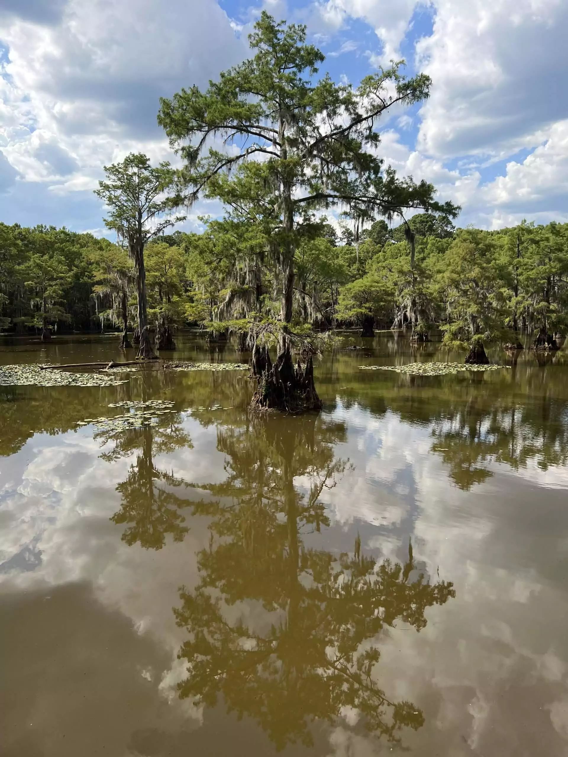 Caddo Lake State Park Bald Cypress Tree
