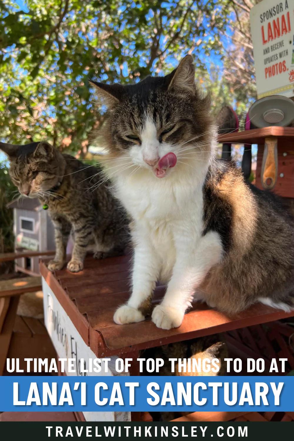 Lanai Cat Sanctuary Pinterest Pin 2