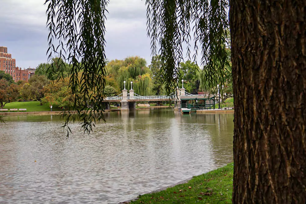 Willow tree draping over the pond in Boston Public Garden, with a charming white footbridge arching across the water. The lush greenery and reflective surface create a peaceful, postcard-worthy scene in the heart of the city.