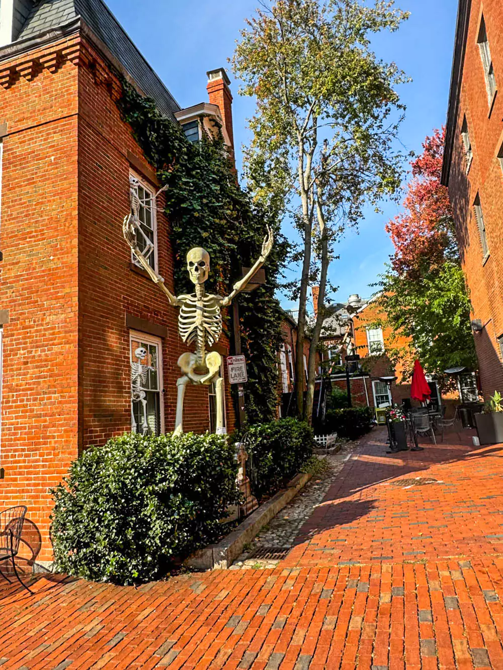 Giant skeleton decorations in Salem, Massachusetts, towering over a historic building with autumn foliage and Halloween-themed decor. The playful, spooky display reflects the town’s festive spirit during the Halloween season.