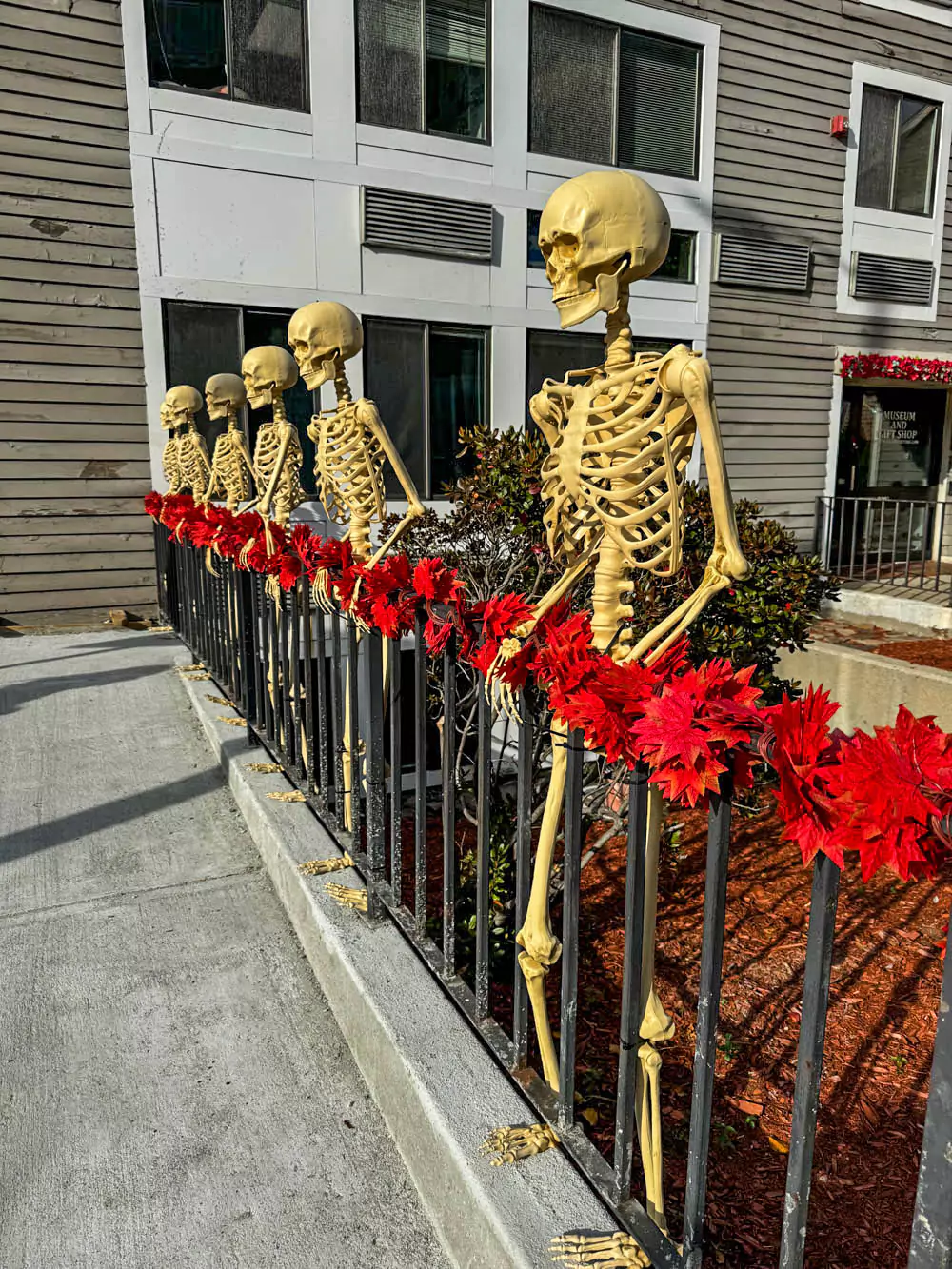 Black iron fence adorned with life-sized skeleton decorations, each posed in various positions, set against a backdrop of historic Salem buildings. The spooky display captures the festive Halloween spirit Salem is famous for.