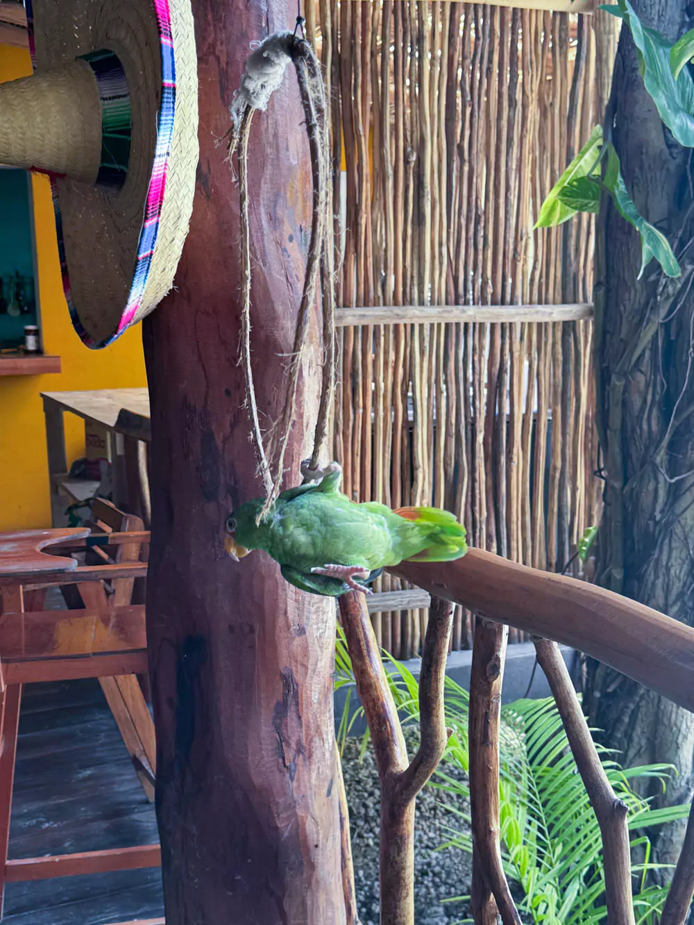 Restaurante "Juanita" - Plates of tacos and a glass of juice