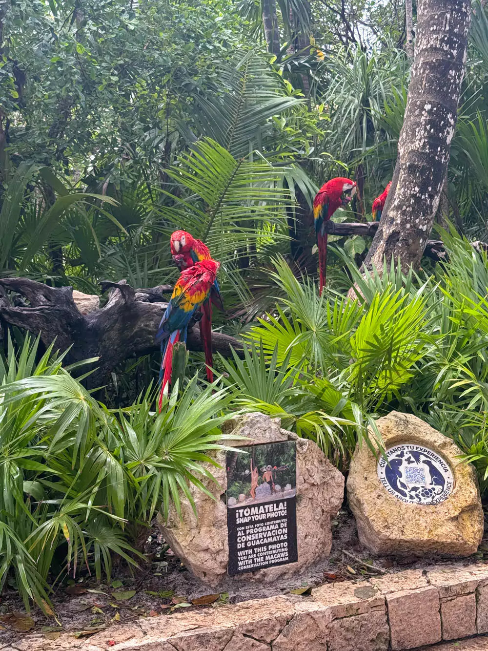 Brightly colored parrots perched on a wooden stand at Xel-Há, showing off vibrant feathers in shades of red, blue, green, and yellow. Surrounded by tropical foliage, the birds add lively charm to the natural park experience.