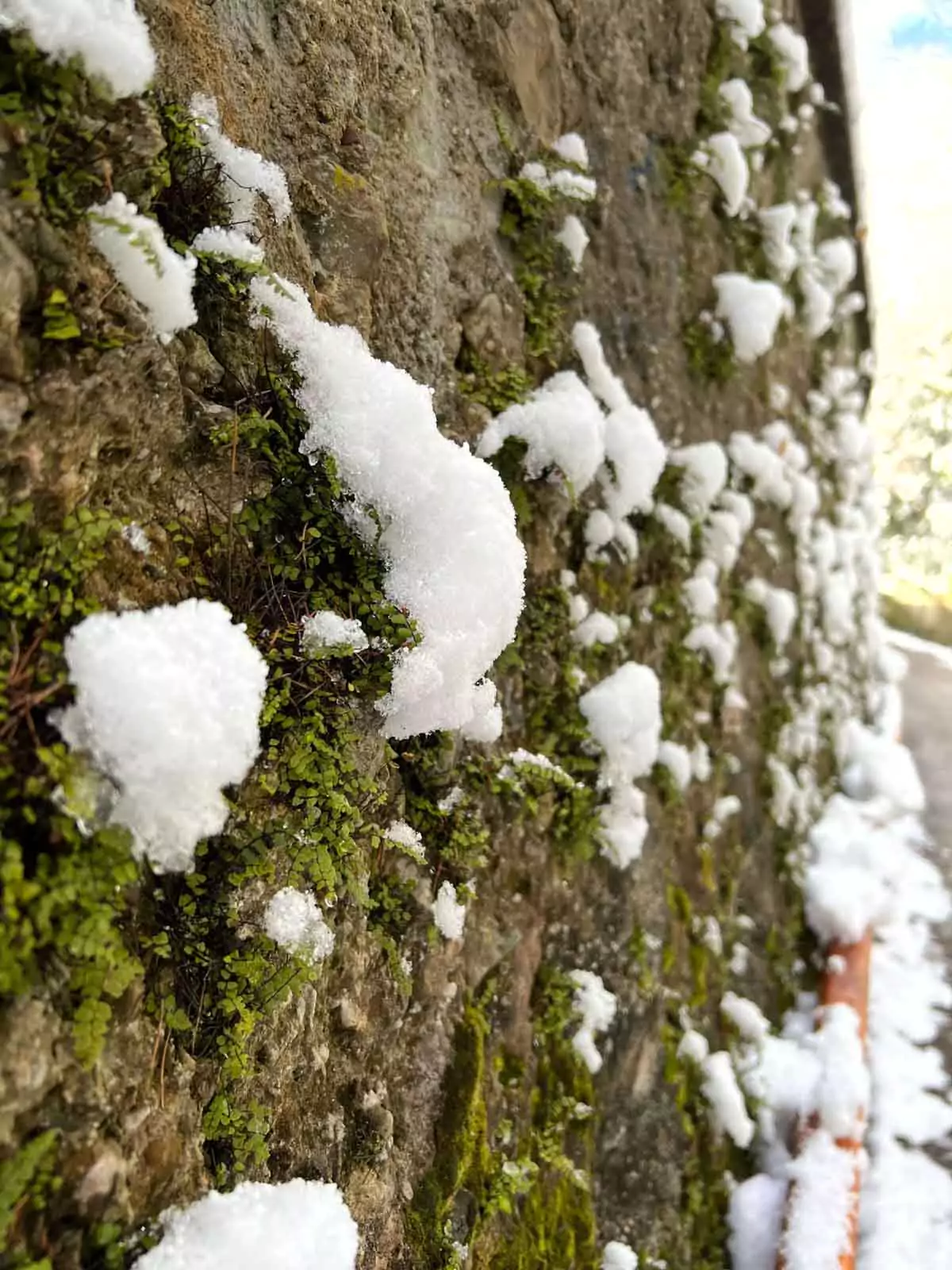 Snow-covered moss growing along an old brick wall in Salzburg, Austria, with soft white layers contrasting the vibrant green moss and weathered red bricks in a quiet winter scene.