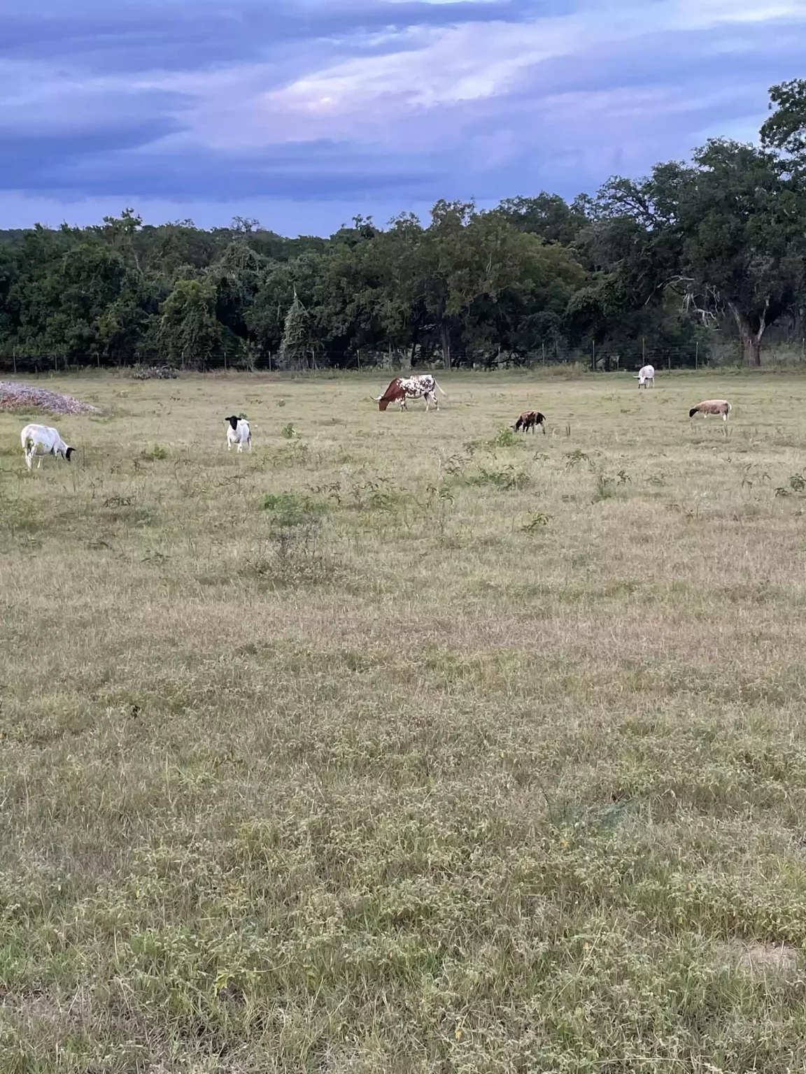 the animals at camp mimosa sunrise