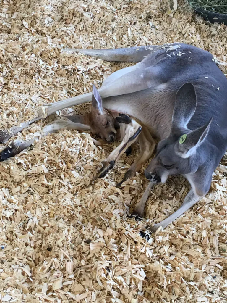 Livestock Birthing Barn at the State Fair of Texas - baby Kangaroo