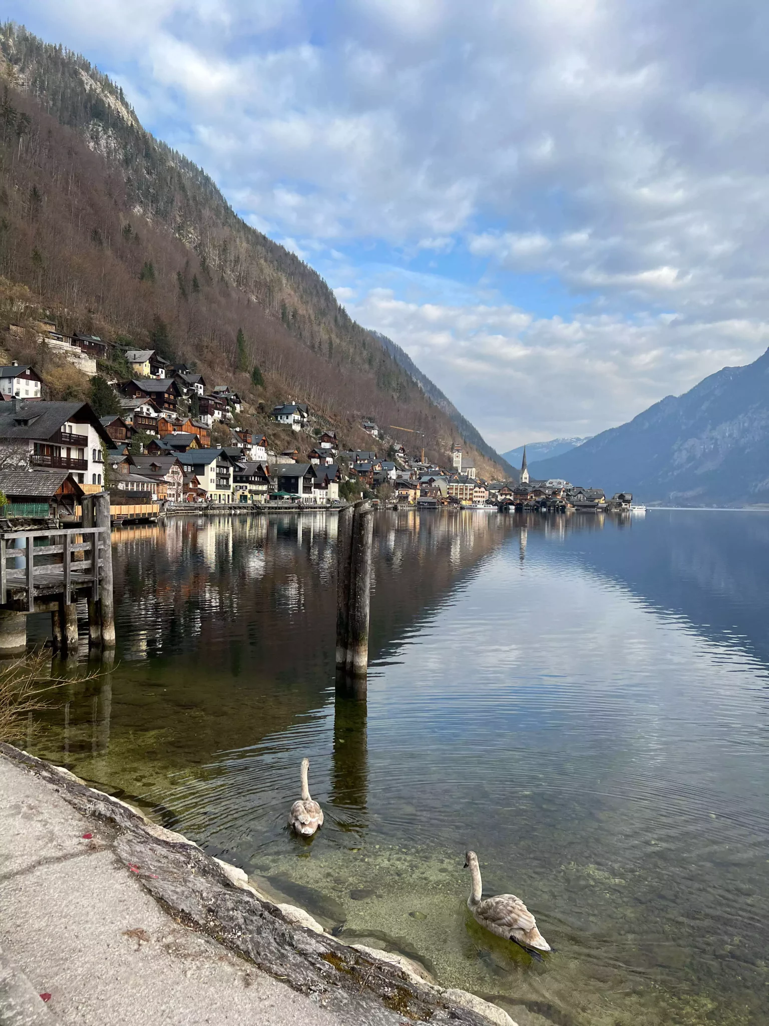 A peaceful view of Hallstatt from the lake shore, with elegant swans gliding across the calm water. The village’s colorful houses and towering church spire reflect in the lake, framed by majestic alpine mountains.