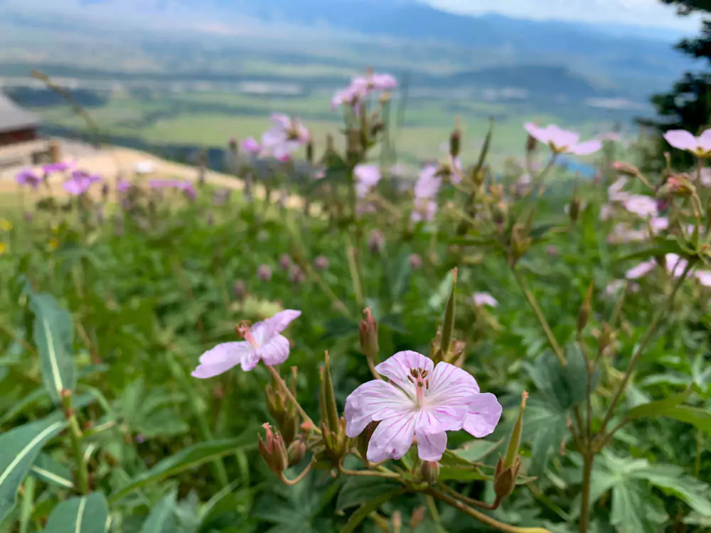 A close-up of a delicate pink wildflower blooming among green foliage at Jackson Hole Mountain Resort. The vibrant flower adds a splash of color to the natural mountain landscape.