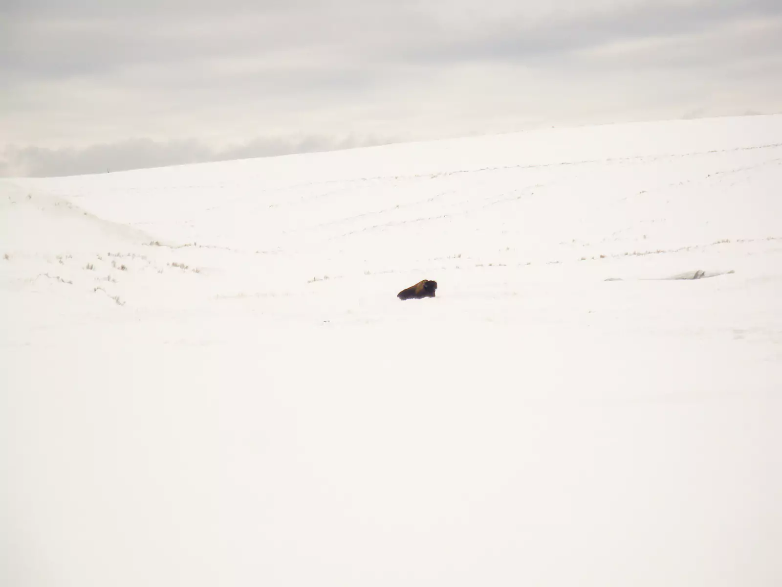 A large bison stands in a snow-covered field in Yellowstone National Park during winter, observed from a nearby snowmobile trail. The thick fur and snowy surroundings highlight the animal’s adaptation to harsh conditions.