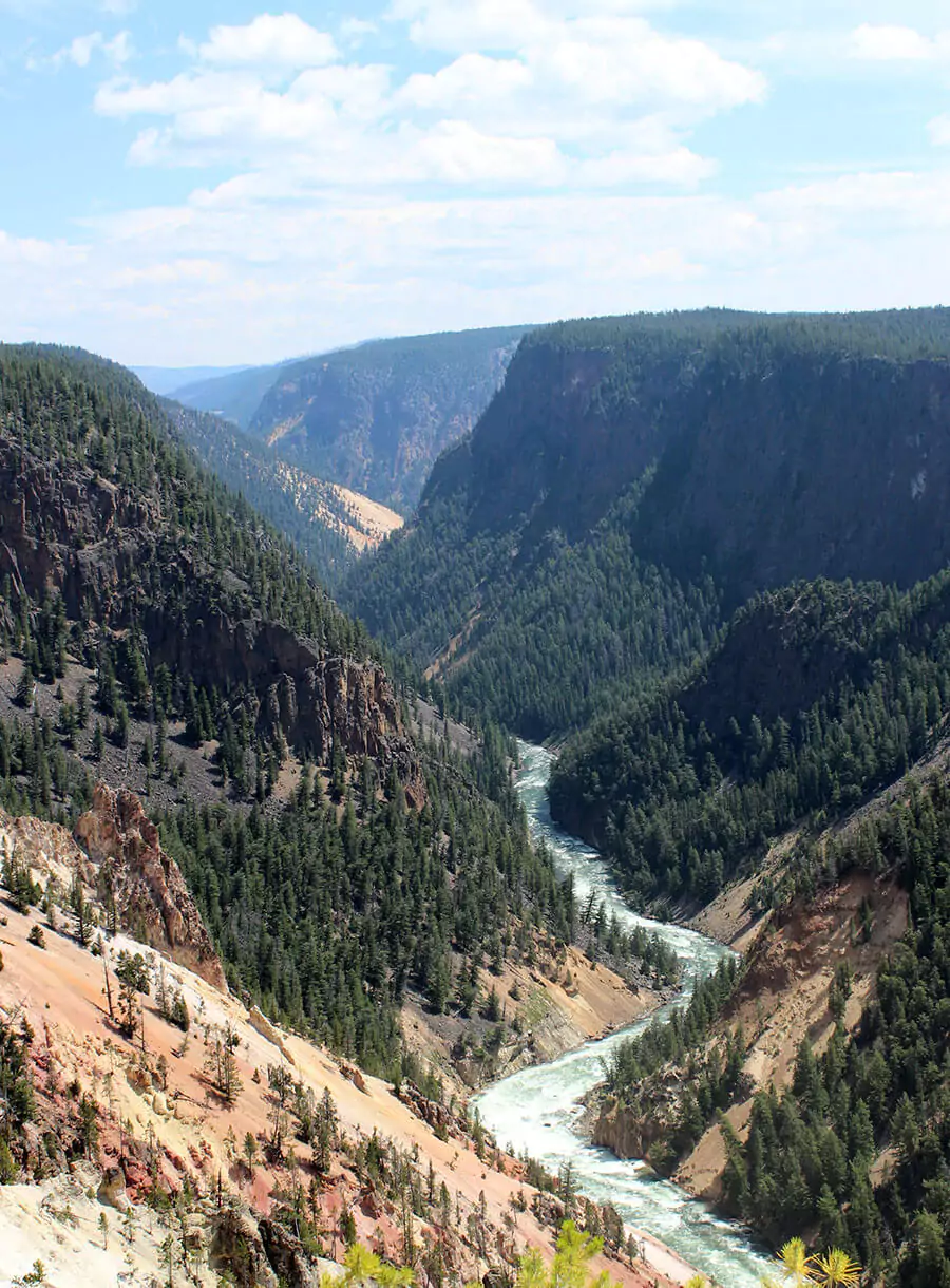 A deep ravine in the Grand Canyon of Yellowstone with rugged rocky cliffs and dense pine trees along the edges. The scene highlights the dramatic geological formations and natural beauty of Yellowstone National Park.